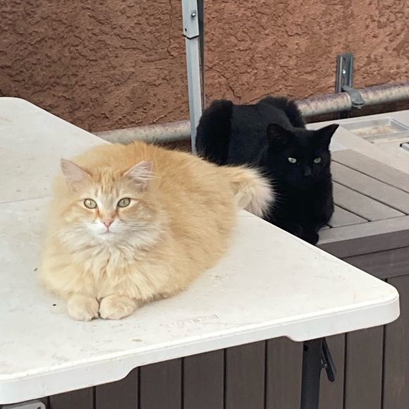 Meet your Posher, Kim - Picture 6 of 8